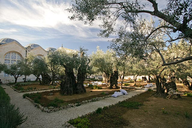 Ghetsemane Garden Jerusalem