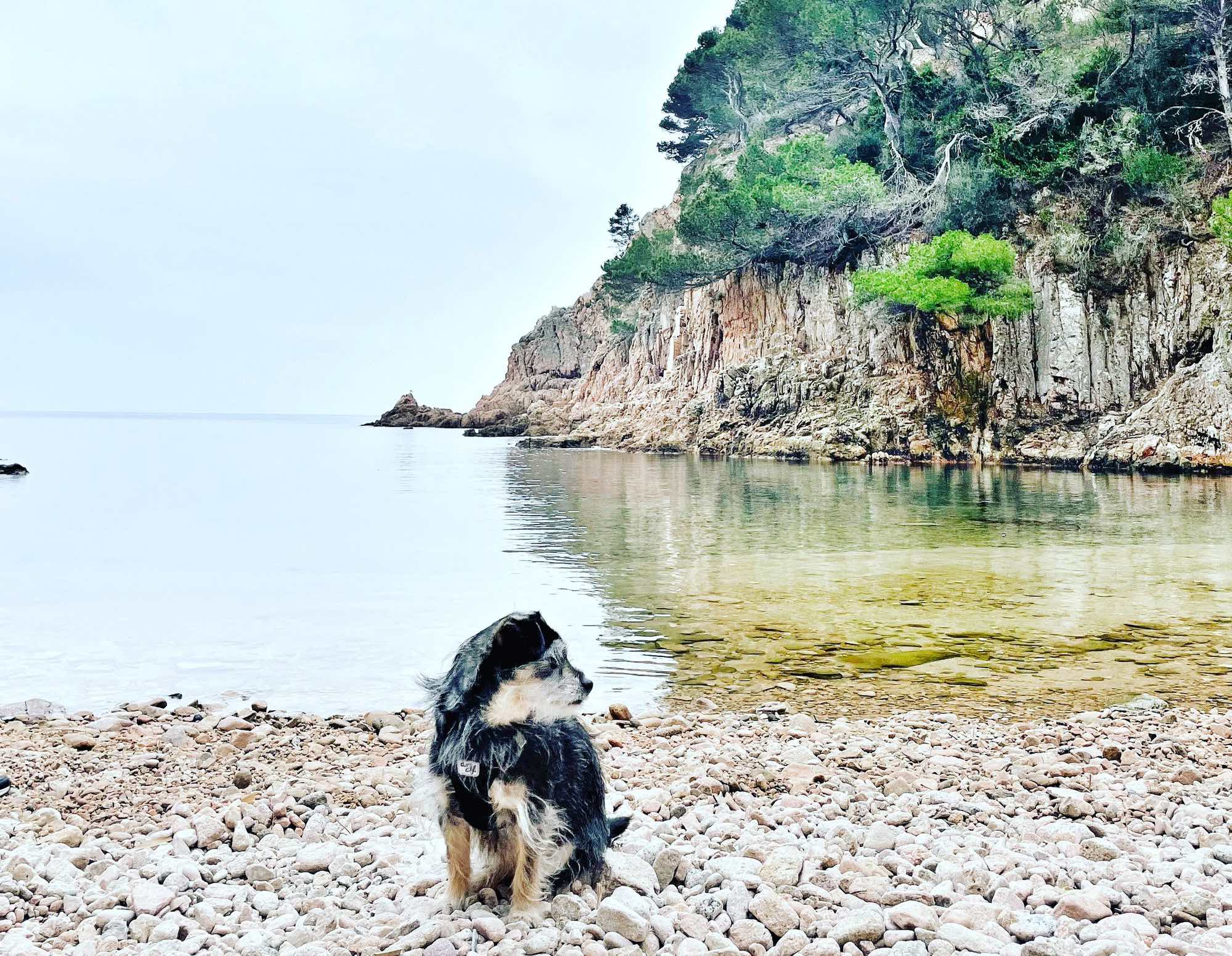 Fortalecer dominar globo Playas Para Perros Costa Brava - Guía para Llevar a tu Perro