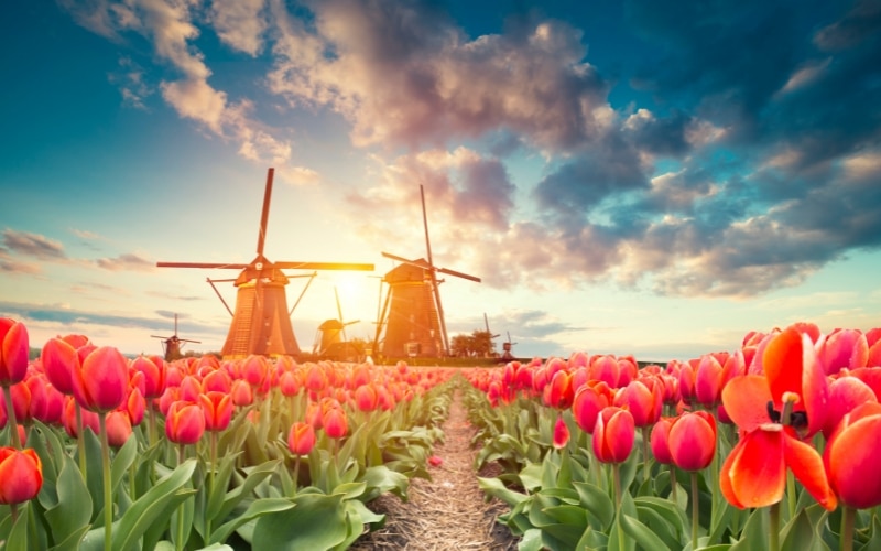 Tulipanes en Holanda